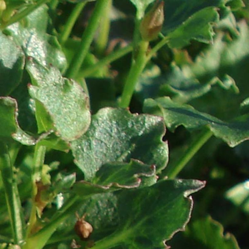 Campanula Royal Wave (Fogliame)