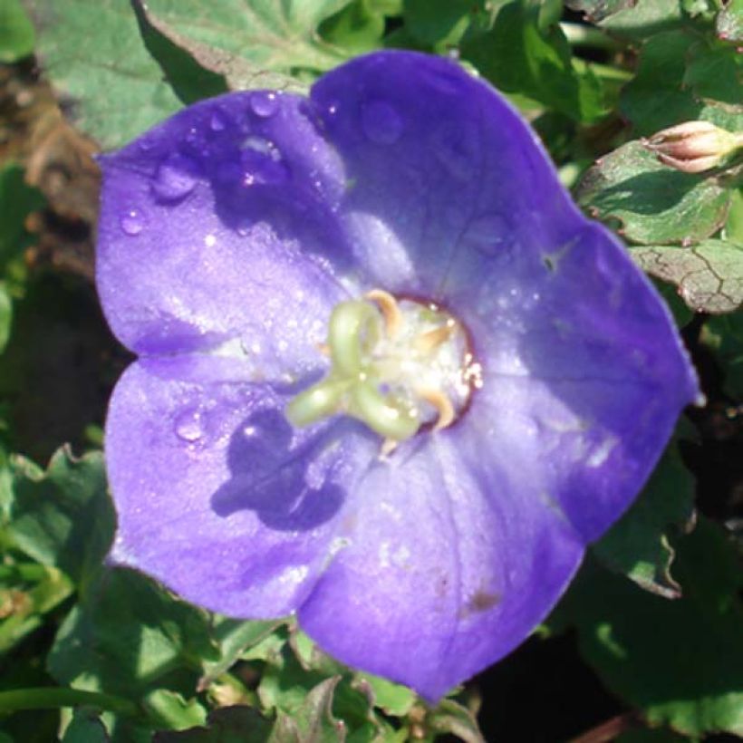 Campanula Royal Wave (Fioritura)