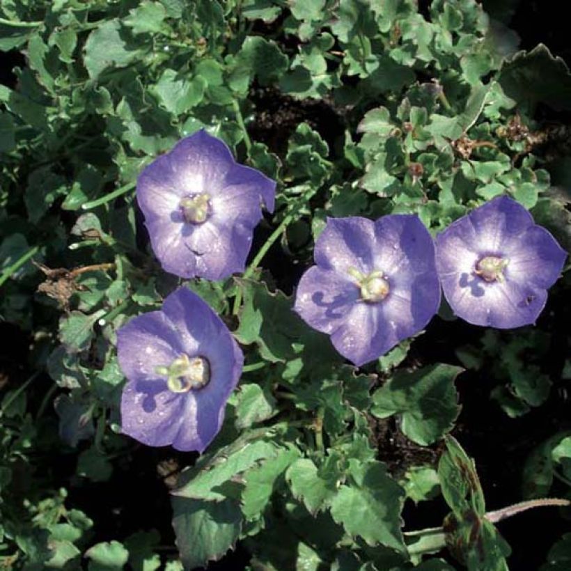 Campanula Royal Wave (Porto)