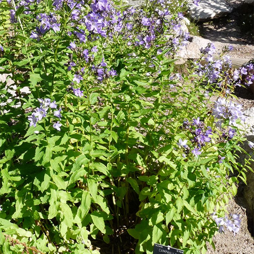 Campanula lactiflora (Porto)