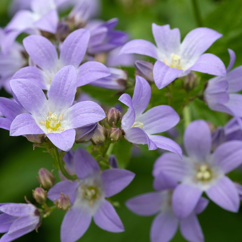 Campanula lactiflora (Fioritura)