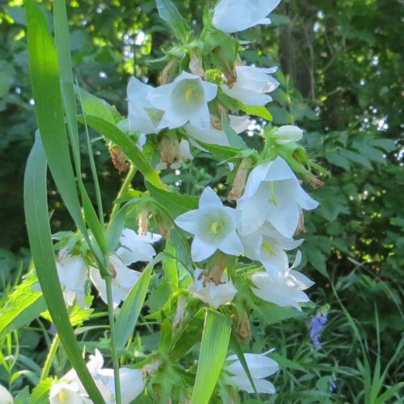 Campanula latifolia var. macrantha Alba - Campanula maggiore (Fioritura)