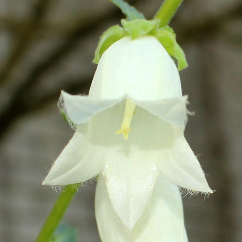 Campanula ochroleuca (Fioritura)