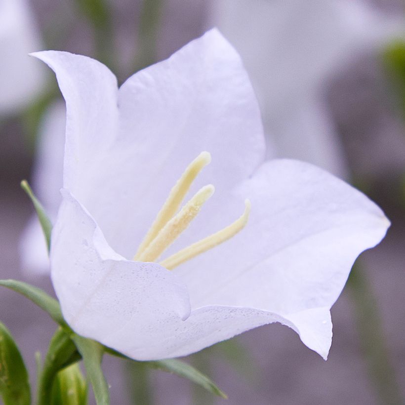 Campanula persicifolia var. planiflora Alba - Campanula con foglie di pesco (Fioritura)