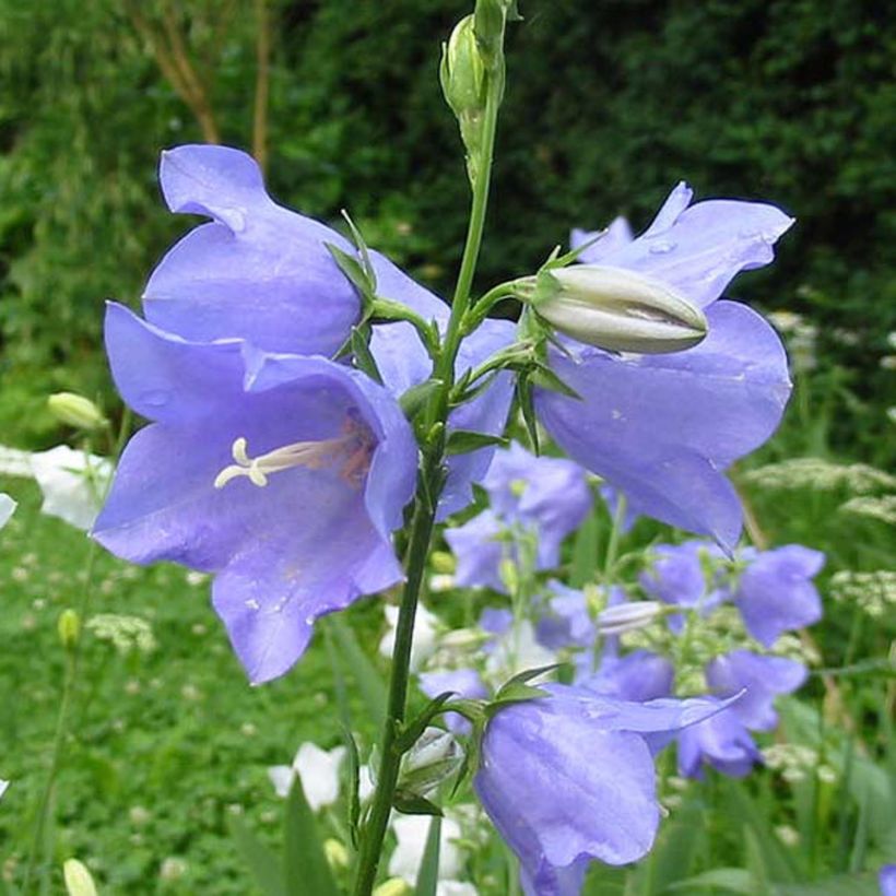 Campanula persicifolia - Campanula con foglie di pesco (Fioritura)