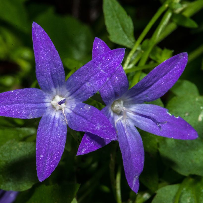 Campanula poscharskyana - Campanula serba (Fioritura)