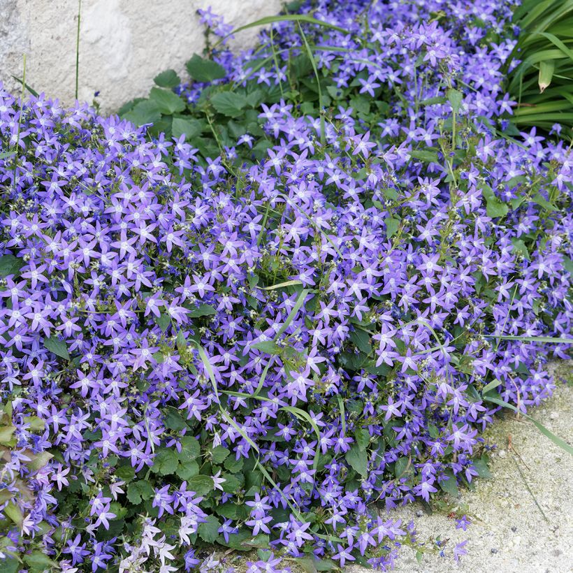 Campanula poscharskyana - Campanula serba (Porto)