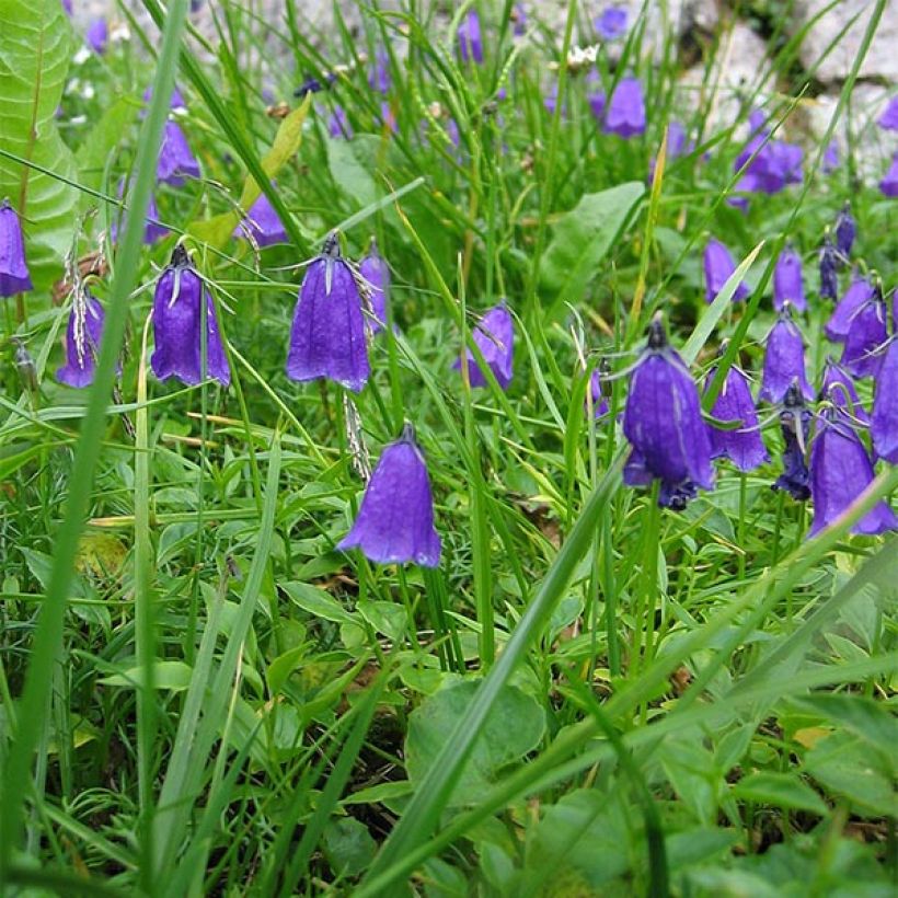 Campanula pulla (Fioritura)