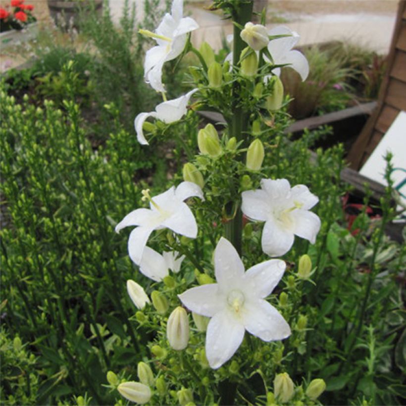 Campanula pyramidalis Alba - Campanula adriatica (Fioritura)