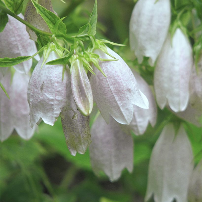 Campanula takesimana Alba (Fioritura)