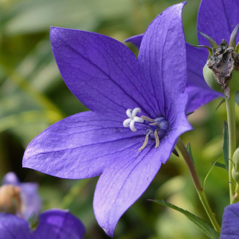 Campanula waldsteiniana (Fioritura)