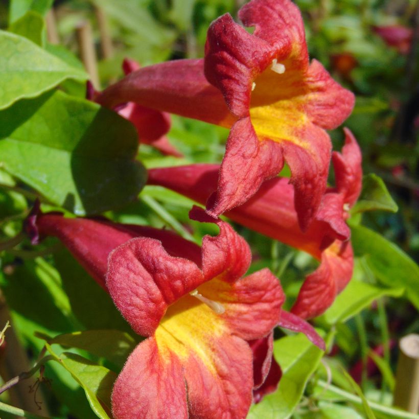 Campsis capreolata Atrosanguinea (Fioritura)