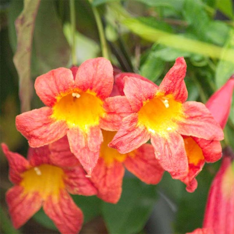 Campsis capreolata Tangerine Beauty (Fioritura)