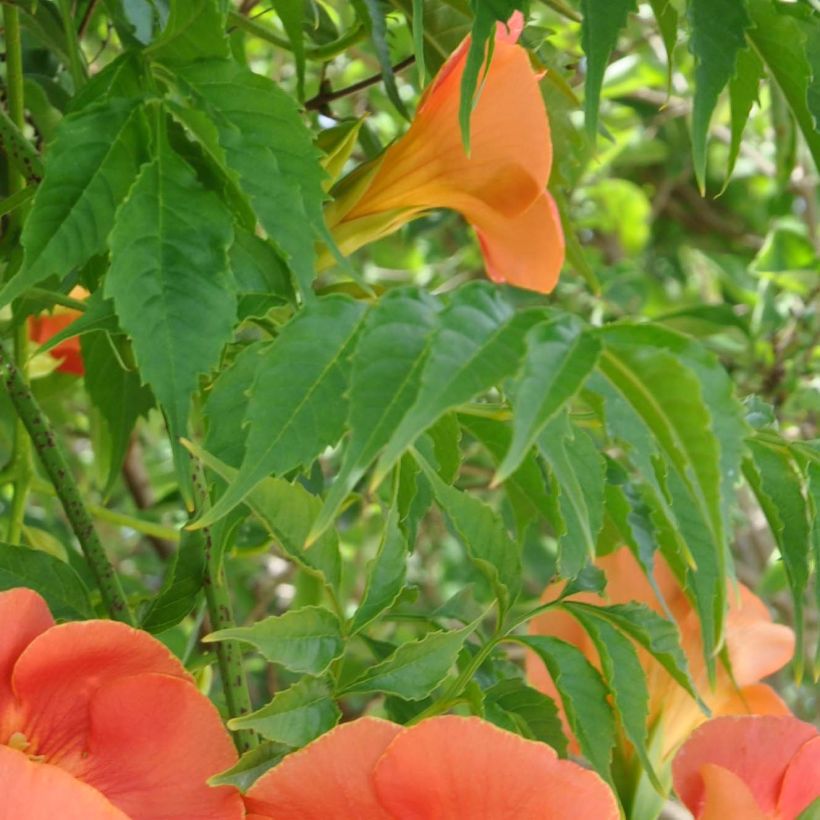 Campsis grandiflora - Bignonia (Fogliame)