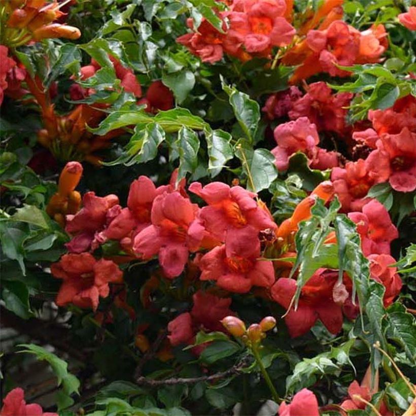 Campsis radicans Atropurpurea - Bignonia (Fioritura)