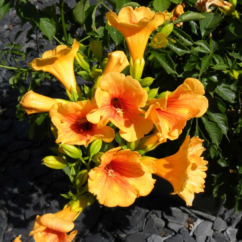 Campsis tagliabuana Summer Jazz Gold - Bignonia (Fioritura)