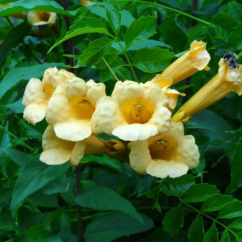 Campsis radicans Yellow Trumpet - Bignonia (Fioritura)