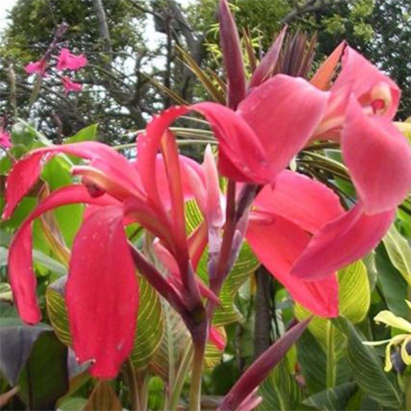 Canna Endeavour (Fioritura)