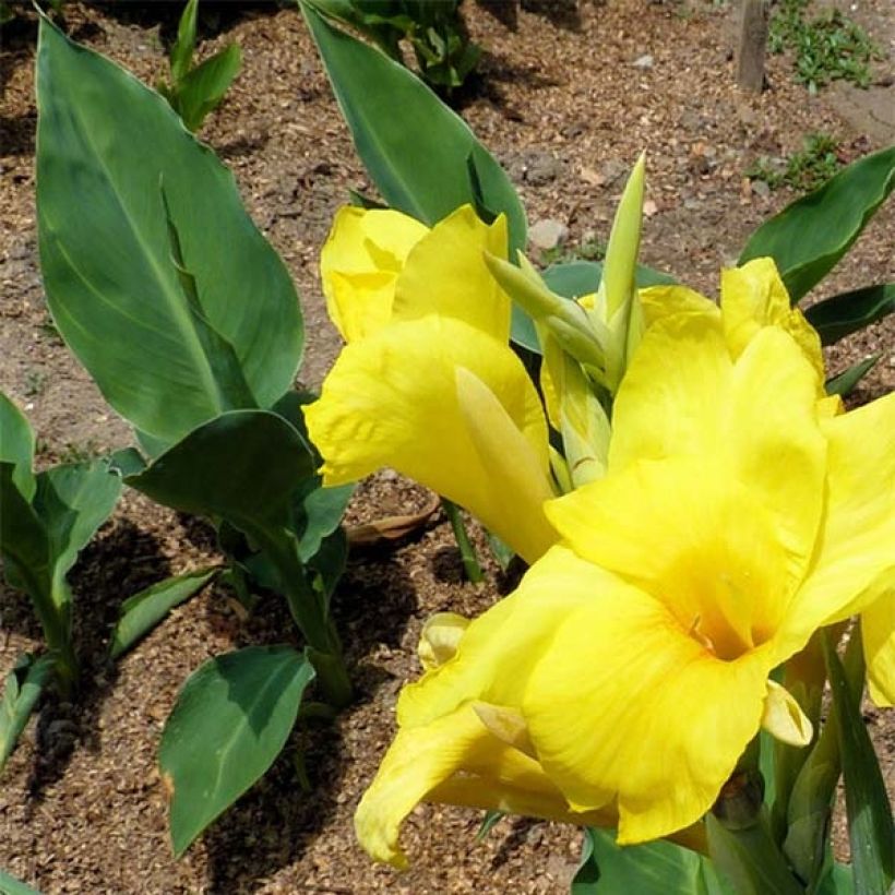 Canna Felix Ragout (Fogliame)