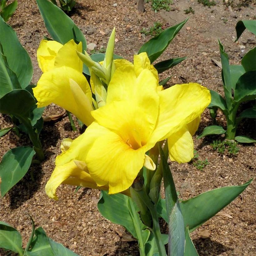 Canna Felix Ragout (Fioritura)