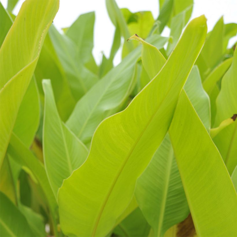 Canna Lolita (Fogliame)