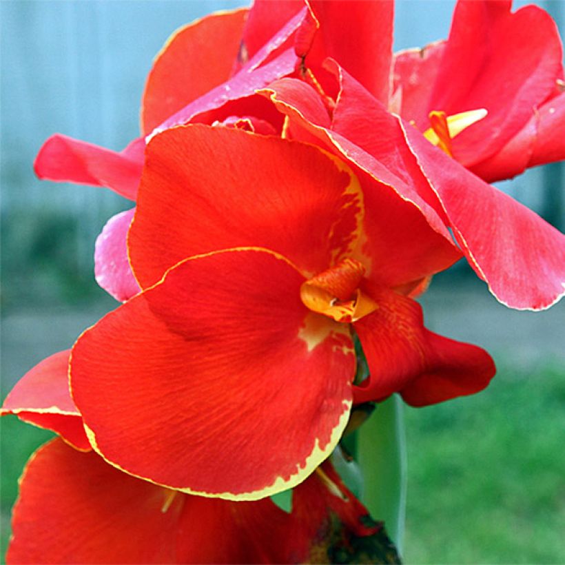 Canna Lolita (Fioritura)