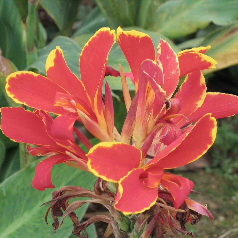 Canna Lucifer (Fioritura)