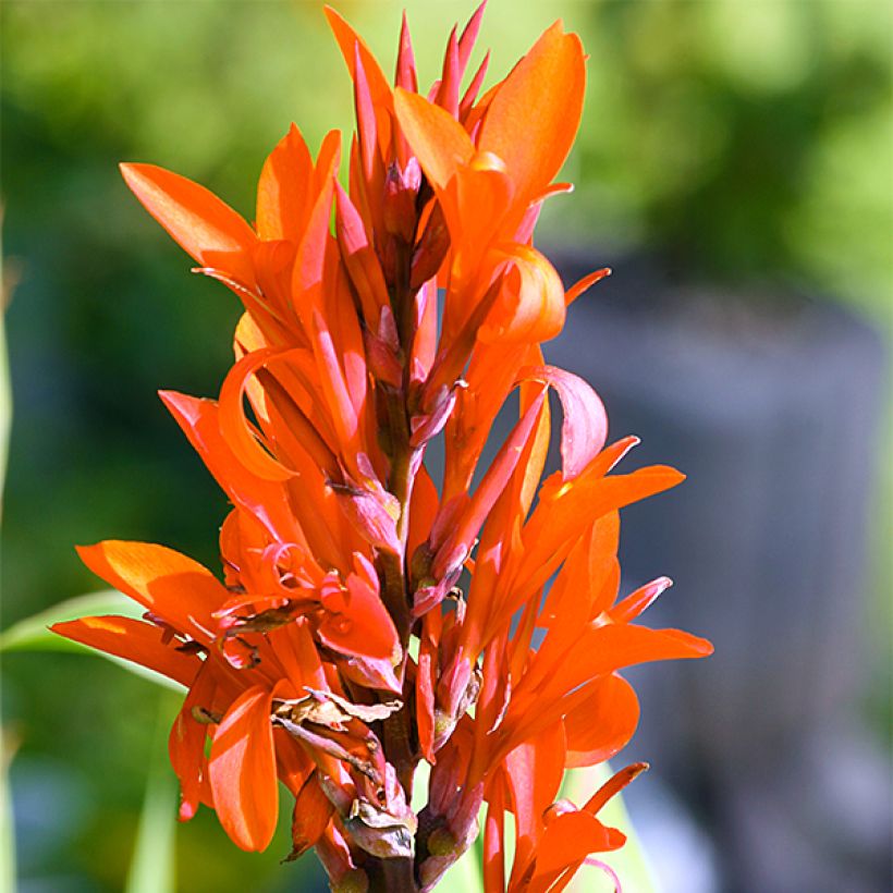 Canna Marabout (Fioritura)