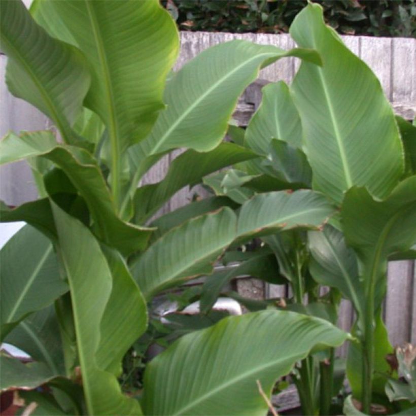 Canna Petit Poucet (Fogliame)