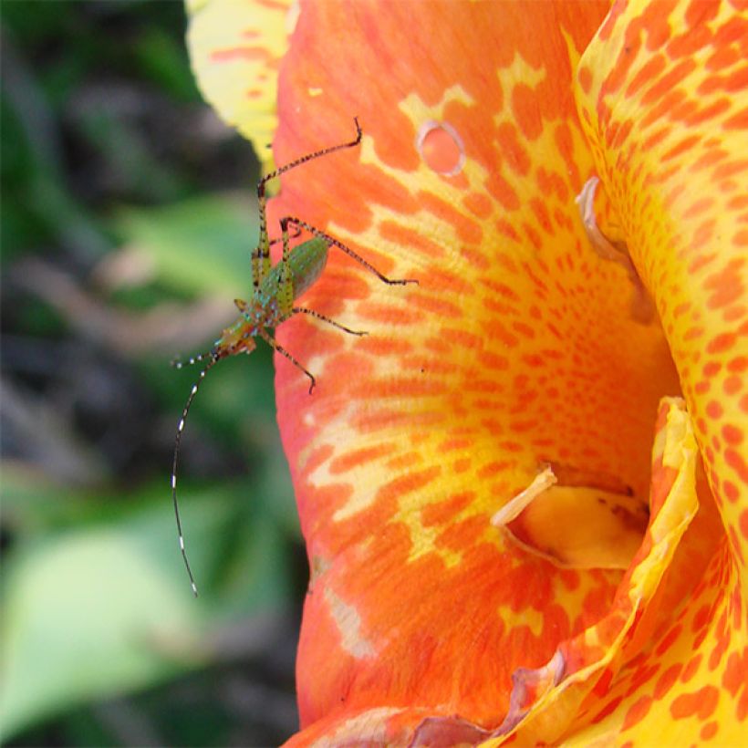 Canna Petit Poucet (Fioritura)