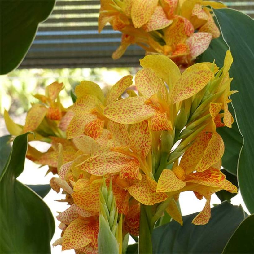 Canna Picasso (Fioritura)