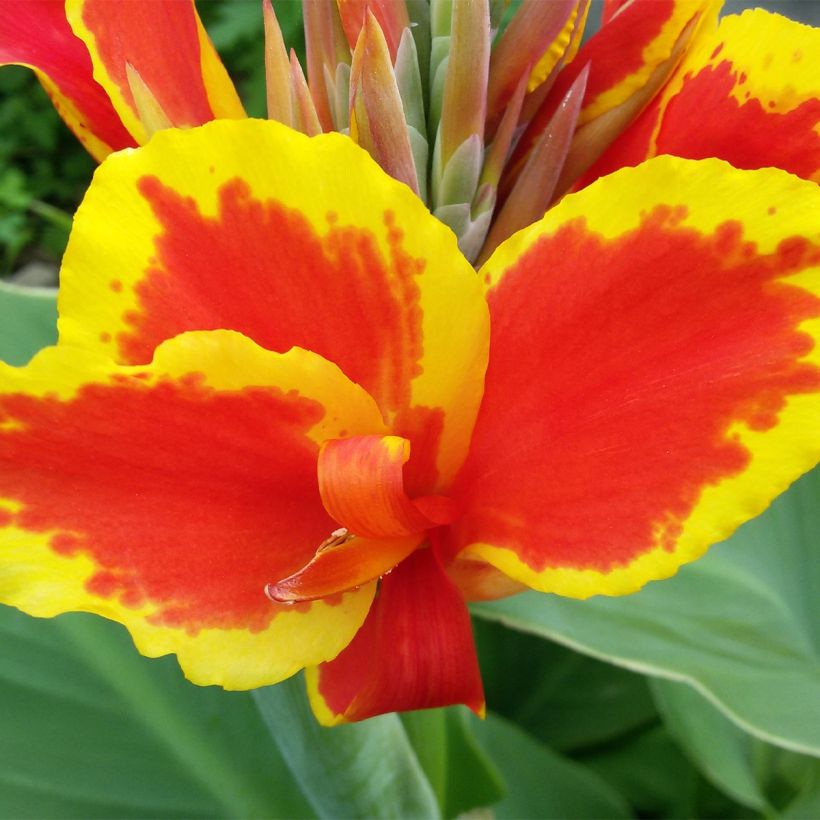 Canna Queen Charlotte (Fioritura)