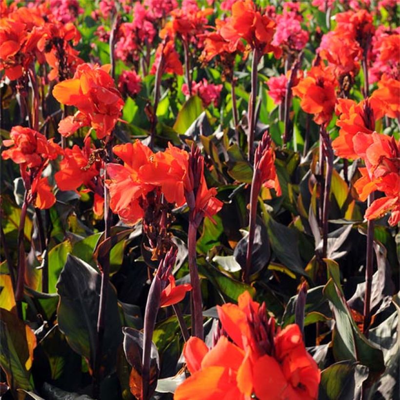 Canna Red King Humbert (Fioritura)