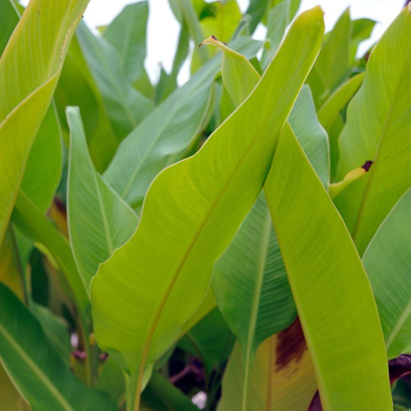 Canna Strasbourg (Fogliame)