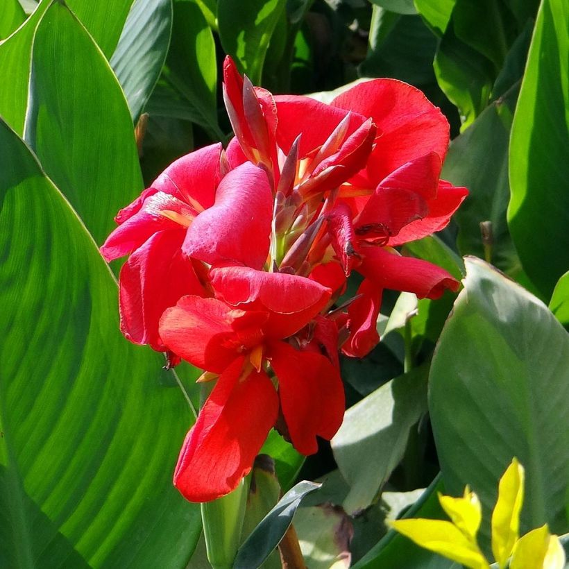 Canna Strasbourg (Fioritura)