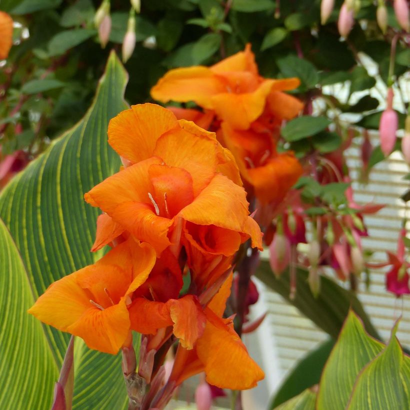 Canna Striata (Fioritura)