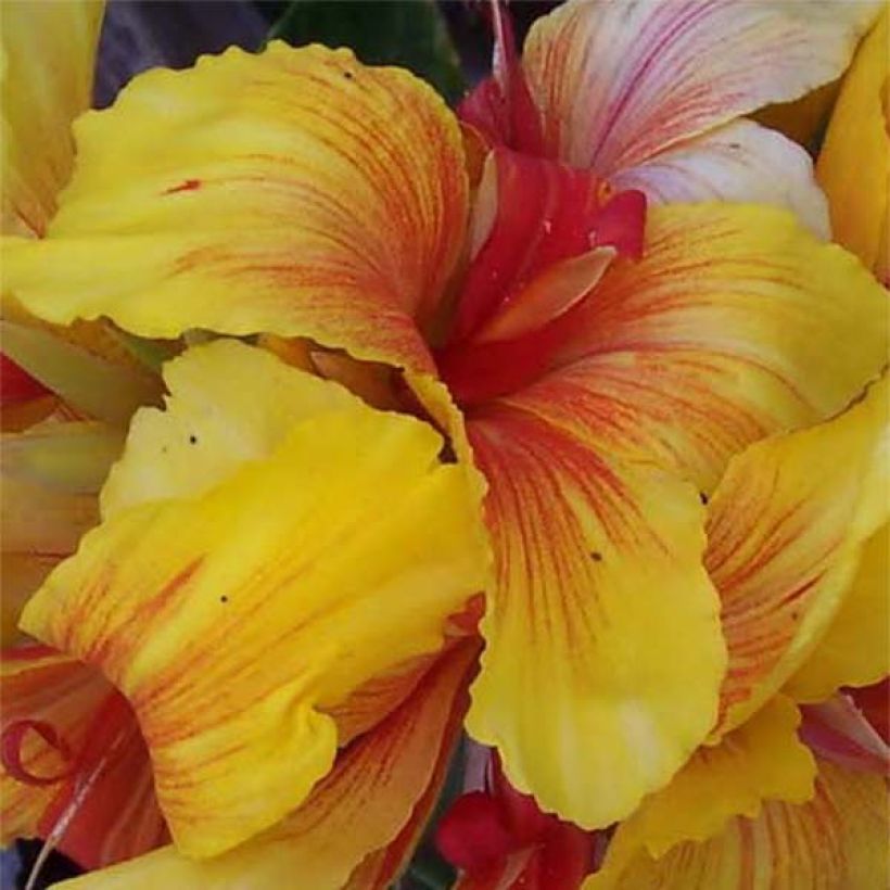 Canna Talisman (Fioritura)