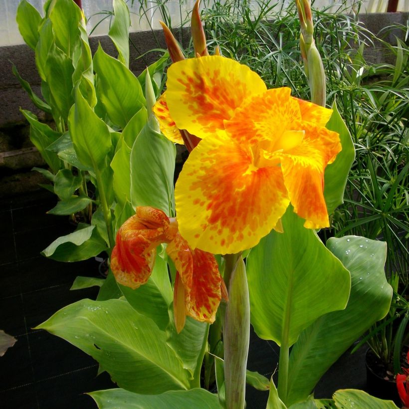 Canna Taroudant (Fioritura)