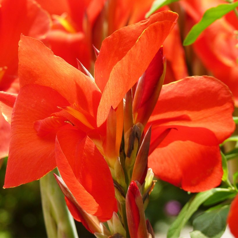 Canna Tarouking (Fioritura)