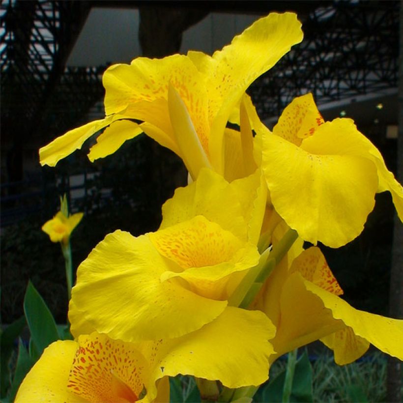 Canna Yellow Humbert (Fioritura)