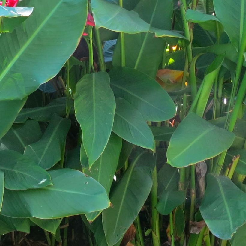 Canna iridiflora (Fogliame)