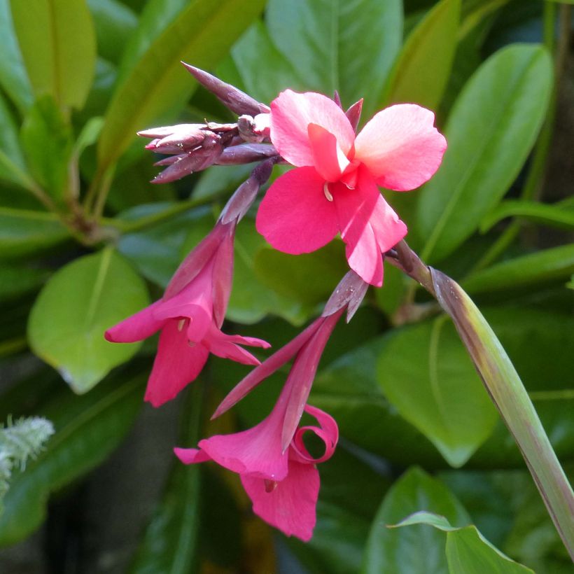 Canna iridiflora (Fioritura)