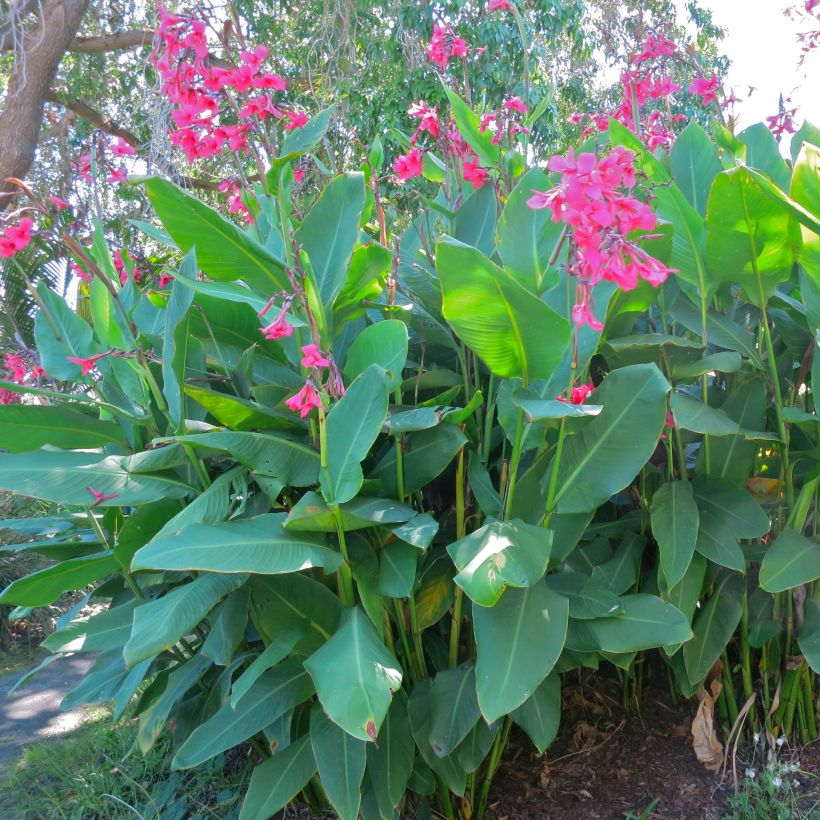 Canna iridiflora (Porto)