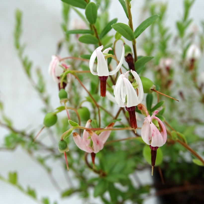 Vaccinium macrocarpon Pilgrim - Mirtillo rosso americano (Fioritura)