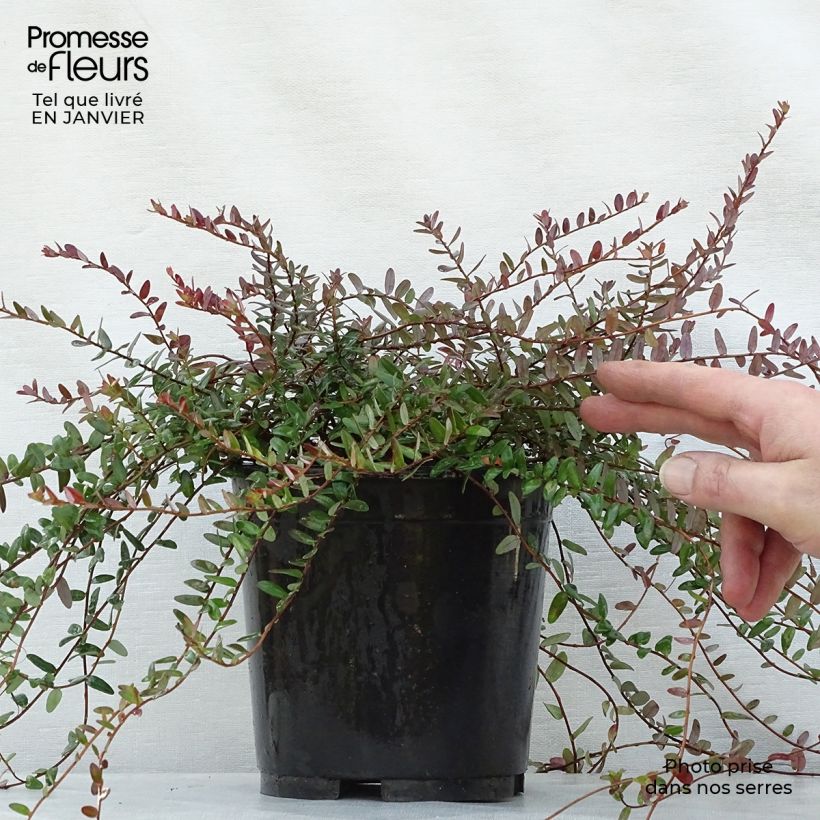 Canneberge - Cranberry- Vaccinium macrocarpon Pilgrim en pot de 1.5L/2L esemplare consegnato in inverno