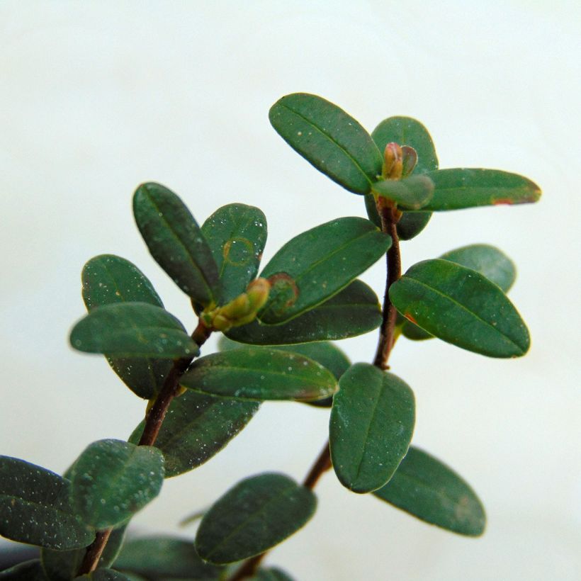 Vaccinium macrocarpon Early Black - Mirtillo rosso americano (Fogliame)