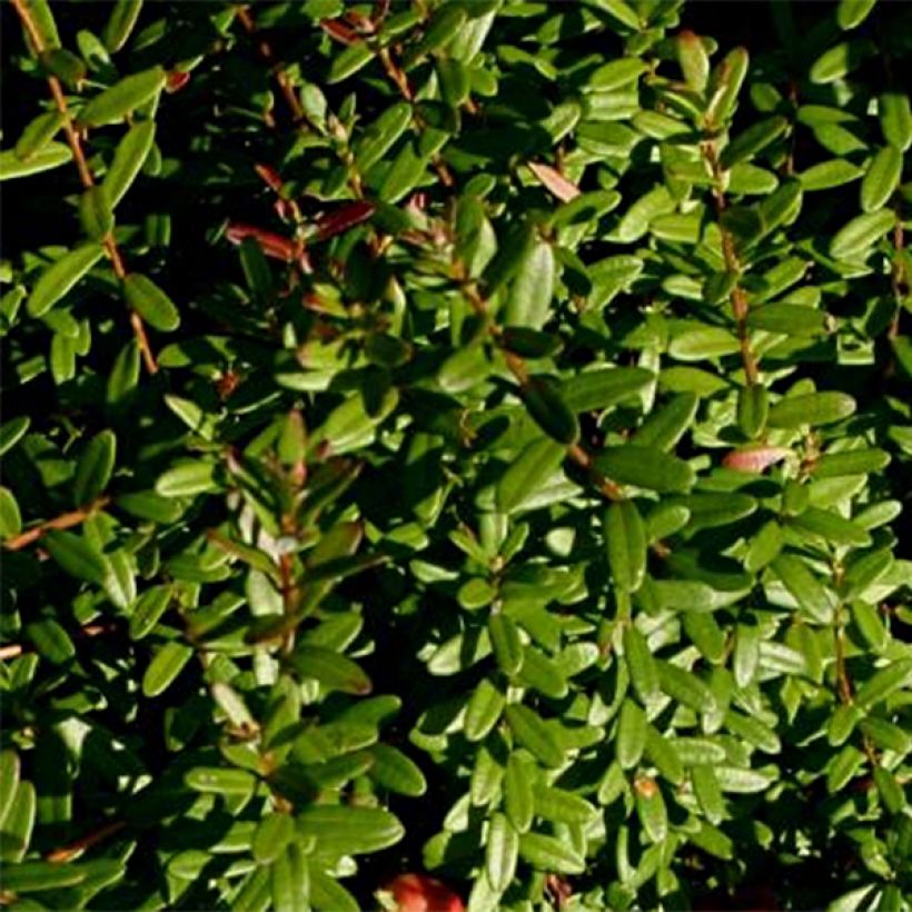 Vaccinium macrocarpon Pilgrim - Mirtillo rosso americano (Fogliame)