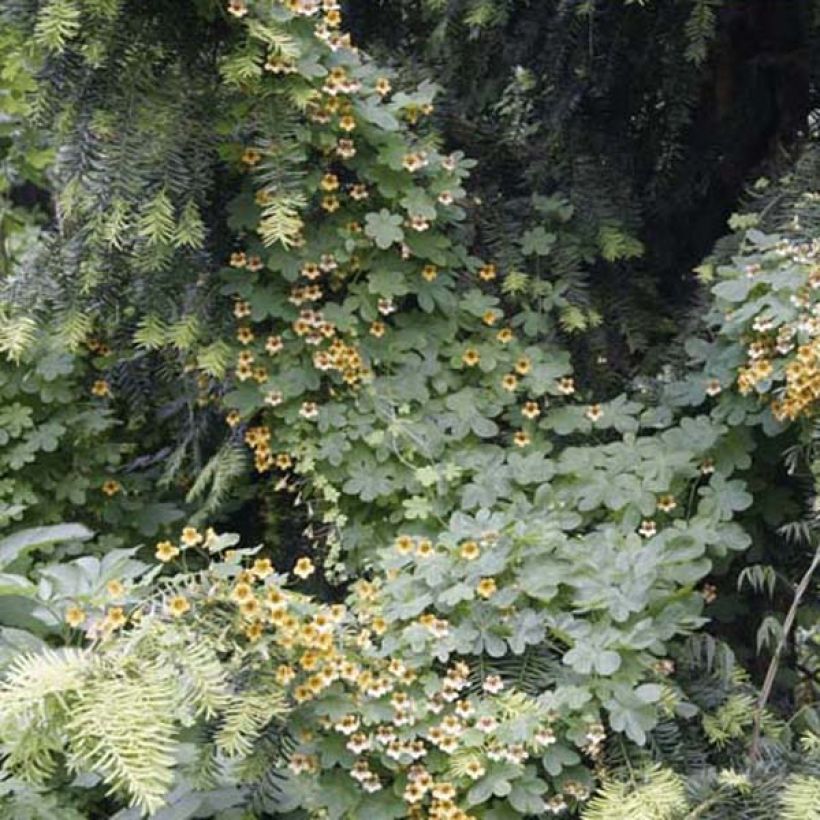 Tropaeolum ciliatum - Nasturzio (Porto)