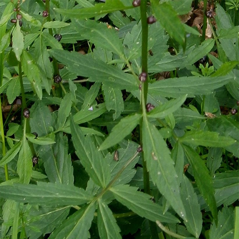 Cardamine bulbifera - Dentaria minore (Fogliame)