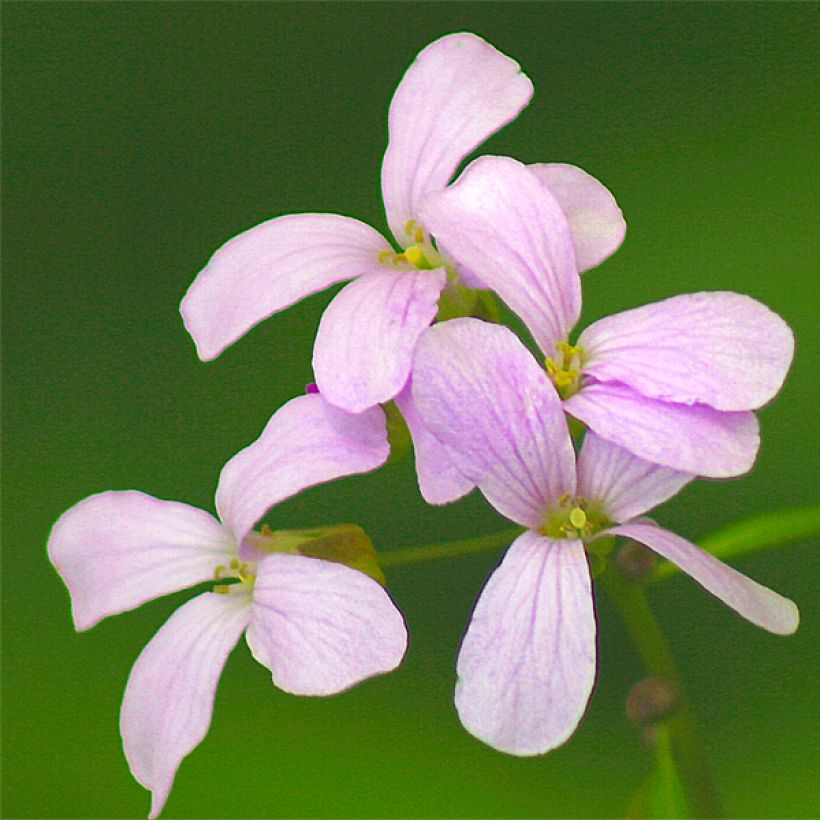 Cardamine bulbifera - Dentaria minore (Fioritura)